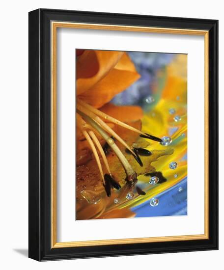 Abstract of Lily Stamens in Reflection-Nancy Rotenberg-Framed Photographic Print