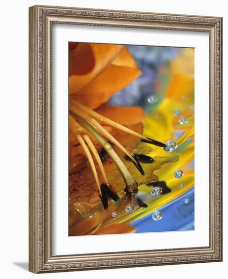Abstract of Lily Stamens in Reflection-Nancy Rotenberg-Framed Photographic Print