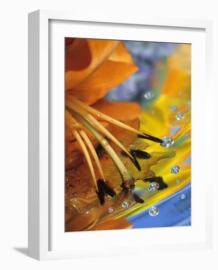 Abstract of Lily Stamens in Reflection-Nancy Rotenberg-Framed Photographic Print
