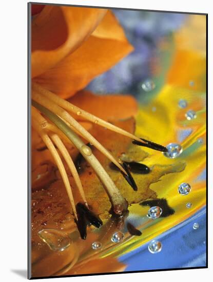 Abstract of Lily Stamens in Reflection-Nancy Rotenberg-Mounted Photographic Print