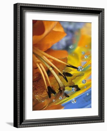 Abstract of Lily Stamens in Reflection-Nancy Rotenberg-Framed Photographic Print