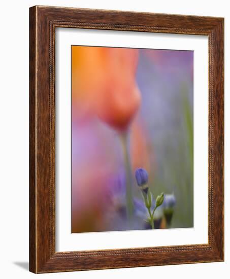 Abstract of Poppies and Gilia Wildflowers, California, USA-Ellen Anon-Framed Photographic Print