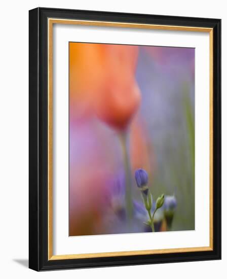 Abstract of Poppies and Gilia Wildflowers, California, USA-Ellen Anon-Framed Photographic Print