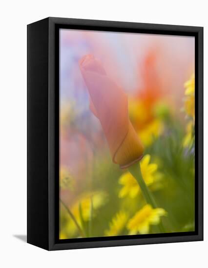 Abstract of Poppies and Wildflowers, Antelope Valley, California, USA-Ellen Anon-Framed Premier Image Canvas