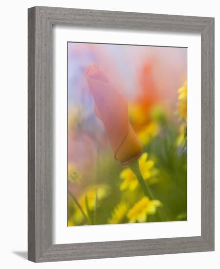 Abstract of Poppies and Wildflowers, Antelope Valley, California, USA-Ellen Anon-Framed Photographic Print