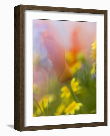 Abstract of Poppies and Wildflowers, Antelope Valley, California, USA-Ellen Anon-Framed Photographic Print