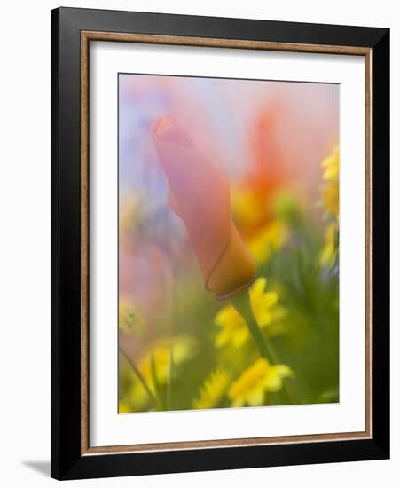 Abstract of Poppies and Wildflowers, Antelope Valley, California, USA-Ellen Anon-Framed Photographic Print