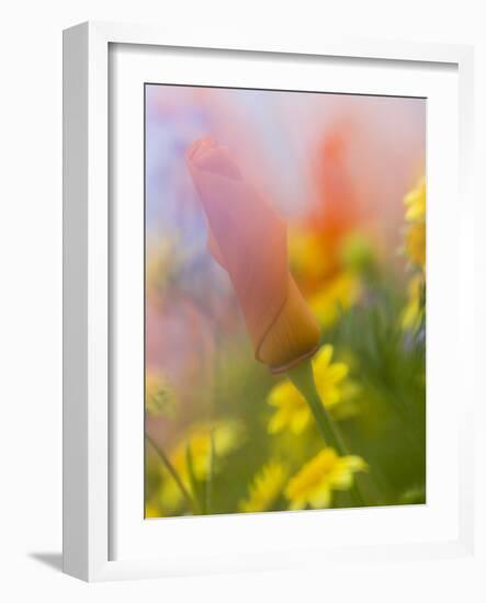 Abstract of Poppies and Wildflowers, Antelope Valley, California, USA-Ellen Anon-Framed Photographic Print