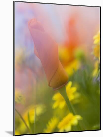 Abstract of Poppies and Wildflowers, Antelope Valley, California, USA-Ellen Anon-Mounted Photographic Print