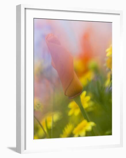 Abstract of Poppies and Wildflowers, Antelope Valley, California, USA-Ellen Anon-Framed Photographic Print