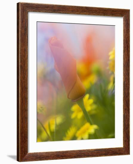 Abstract of Poppies and Wildflowers, Antelope Valley, California, USA-Ellen Anon-Framed Photographic Print