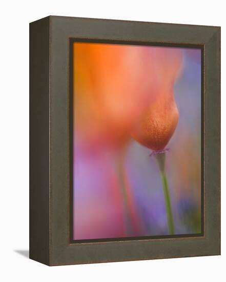 Abstract of Poppies and Wildflowers, Antelope Valley, California, USA-Ellen Anon-Framed Premier Image Canvas