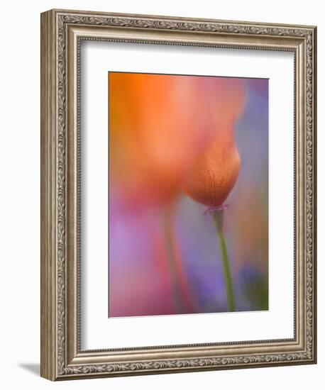 Abstract of Poppies and Wildflowers, Antelope Valley, California, USA-Ellen Anon-Framed Photographic Print