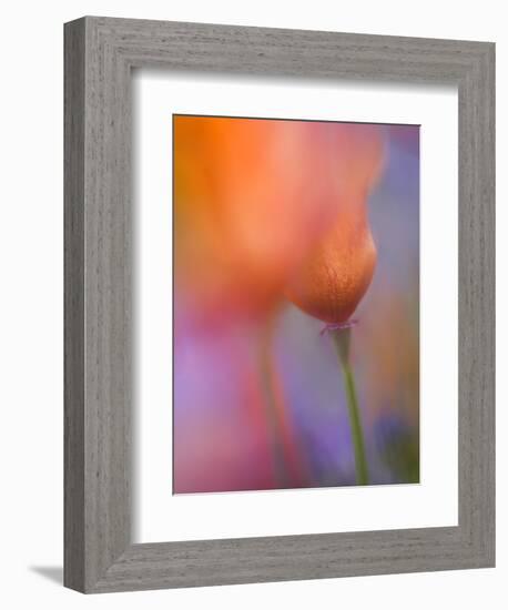 Abstract of Poppies and Wildflowers, Antelope Valley, California, USA-Ellen Anon-Framed Photographic Print