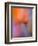 Abstract of Poppies and Wildflowers, Antelope Valley, California, USA-Ellen Anon-Framed Photographic Print