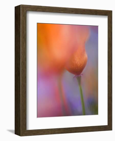 Abstract of Poppies and Wildflowers, Antelope Valley, California, USA-Ellen Anon-Framed Photographic Print