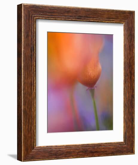 Abstract of Poppies and Wildflowers, Antelope Valley, California, USA-Ellen Anon-Framed Photographic Print