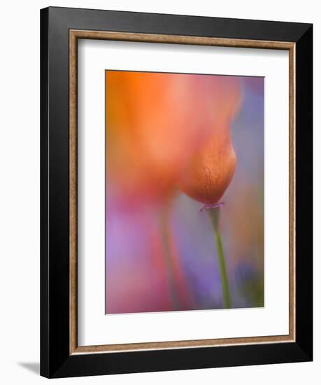 Abstract of Poppies and Wildflowers, Antelope Valley, California, USA-Ellen Anon-Framed Photographic Print