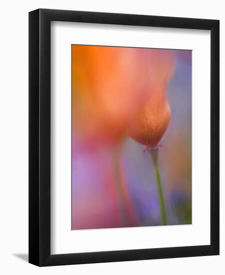 Abstract of Poppies and Wildflowers, Antelope Valley, California, USA-Ellen Anon-Framed Photographic Print