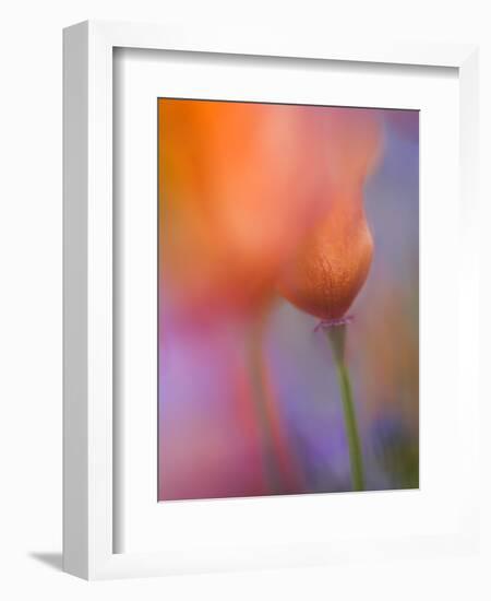 Abstract of Poppies and Wildflowers, Antelope Valley, California, USA-Ellen Anon-Framed Photographic Print