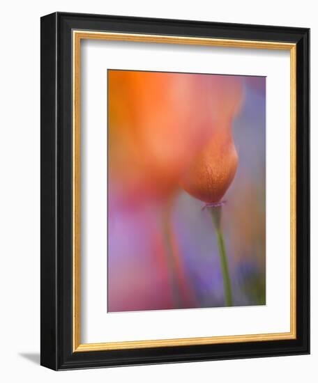 Abstract of Poppies and Wildflowers, Antelope Valley, California, USA-Ellen Anon-Framed Photographic Print