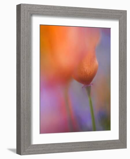 Abstract of Poppies and Wildflowers, Antelope Valley, California, USA-Ellen Anon-Framed Photographic Print