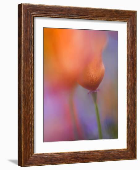 Abstract of Poppies and Wildflowers, Antelope Valley, California, USA-Ellen Anon-Framed Photographic Print