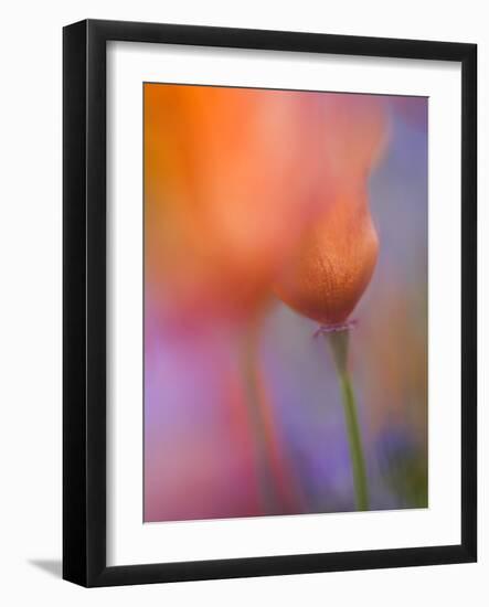 Abstract of Poppies and Wildflowers, Antelope Valley, California, USA-Ellen Anon-Framed Photographic Print