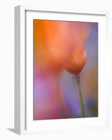 Abstract of Poppies and Wildflowers, Antelope Valley, California, USA-Ellen Anon-Framed Photographic Print