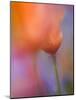 Abstract of Poppies and Wildflowers, Antelope Valley, California, USA-Ellen Anon-Mounted Photographic Print