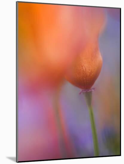 Abstract of Poppies and Wildflowers, Antelope Valley, California, USA-Ellen Anon-Mounted Photographic Print