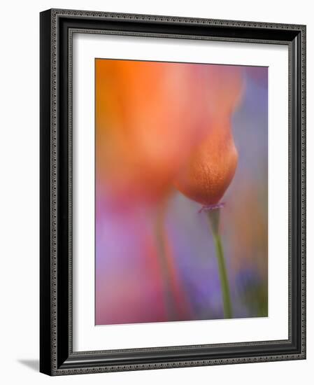 Abstract of Poppies and Wildflowers, Antelope Valley, California, USA-Ellen Anon-Framed Photographic Print