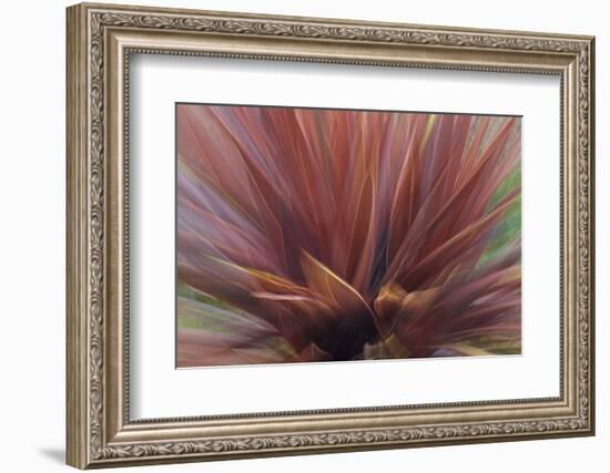 Abstract of Red Flax Plant, Portland, Oregon, USA-Jaynes Gallery-Framed Photographic Print