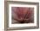 Abstract of Red Flax Plant, Portland, Oregon, USA-Jaynes Gallery-Framed Photographic Print