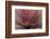 Abstract of Red Flax Plant, Portland, Oregon, USA-Jaynes Gallery-Framed Photographic Print