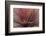 Abstract of Red Flax Plant, Portland, Oregon, USA-Jaynes Gallery-Framed Photographic Print