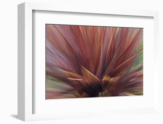 Abstract of Red Flax Plant, Portland, Oregon, USA-Jaynes Gallery-Framed Photographic Print