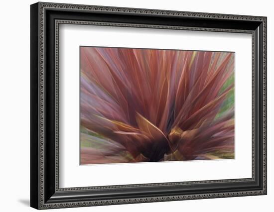 Abstract of Red Flax Plant, Portland, Oregon, USA-Jaynes Gallery-Framed Photographic Print