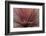 Abstract of Red Flax Plant, Portland, Oregon, USA-Jaynes Gallery-Framed Photographic Print