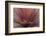 Abstract of Red Flax Plant, Portland, Oregon, USA-Jaynes Gallery-Framed Photographic Print