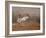 Abstract of Sandhill Crane Landing, Bosque Del Apache National Wildlife Reserve, New Mexico, USA-Arthur Morris.-Framed Photographic Print