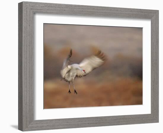 Abstract of Sandhill Crane Landing, Bosque Del Apache National Wildlife Reserve, New Mexico, USA-Arthur Morris.-Framed Photographic Print