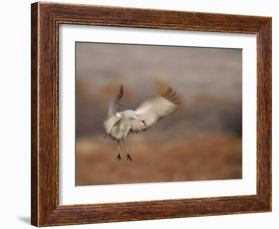 Abstract of Sandhill Crane Landing, Bosque Del Apache National Wildlife Reserve, New Mexico, USA-Arthur Morris.-Framed Photographic Print