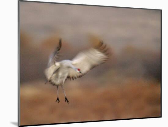 Abstract of Sandhill Crane Landing, Bosque Del Apache National Wildlife Reserve, New Mexico, USA-Arthur Morris.-Mounted Photographic Print