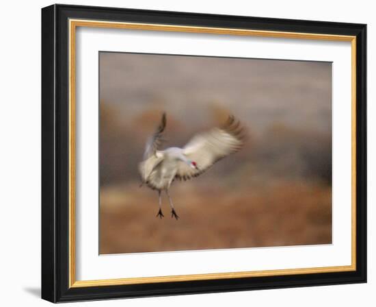 Abstract of Sandhill Crane Landing, Bosque Del Apache National Wildlife Reserve, New Mexico, USA-Arthur Morris.-Framed Photographic Print