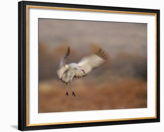 Abstract of Sandhill Crane Landing, Bosque Del Apache National Wildlife Reserve, New Mexico, USA-Arthur Morris.-Framed Photographic Print