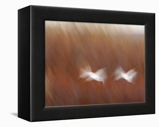 Abstract of Snow Geese in Flight, Bosque Del Apache National Wildlife Reserve, New Mexico, USA-Arthur Morris-Framed Premier Image Canvas