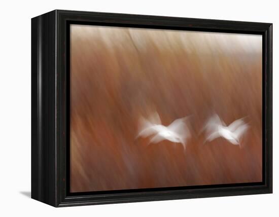 Abstract of Snow Geese in Flight, Bosque Del Apache National Wildlife Reserve, New Mexico, USA-Arthur Morris-Framed Premier Image Canvas