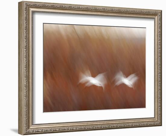 Abstract of Snow Geese in Flight, Bosque Del Apache National Wildlife Reserve, New Mexico, USA-Arthur Morris-Framed Photographic Print