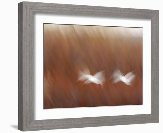 Abstract of Snow Geese in Flight, Bosque Del Apache National Wildlife Reserve, New Mexico, USA-Arthur Morris-Framed Photographic Print